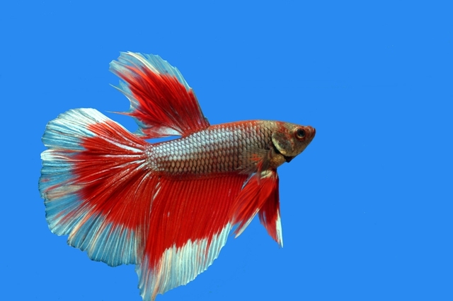 ベタ　ハーフムーン